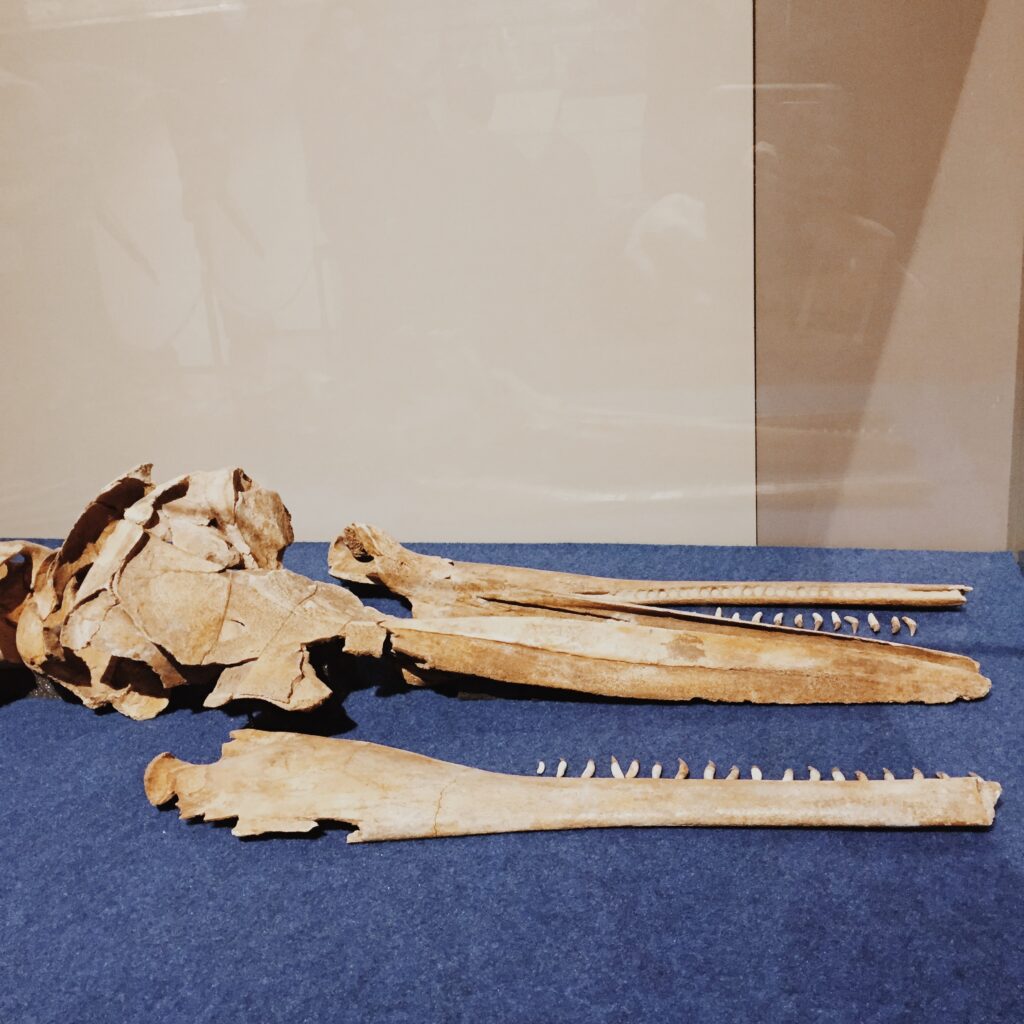 museo paleontologico di asti